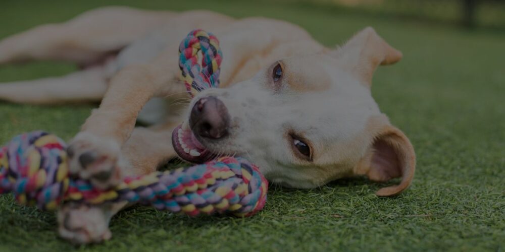 How to start a dog daycare business Header Image QC Pet Studies