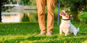 Dog owner at pet obedience training in park handling Jack Russell Terrier to walk on loose leash. Dog trainer skills article.