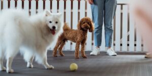 Brown Poodle and snow-white Japanese Spitz training together in pet house with dog trainer.