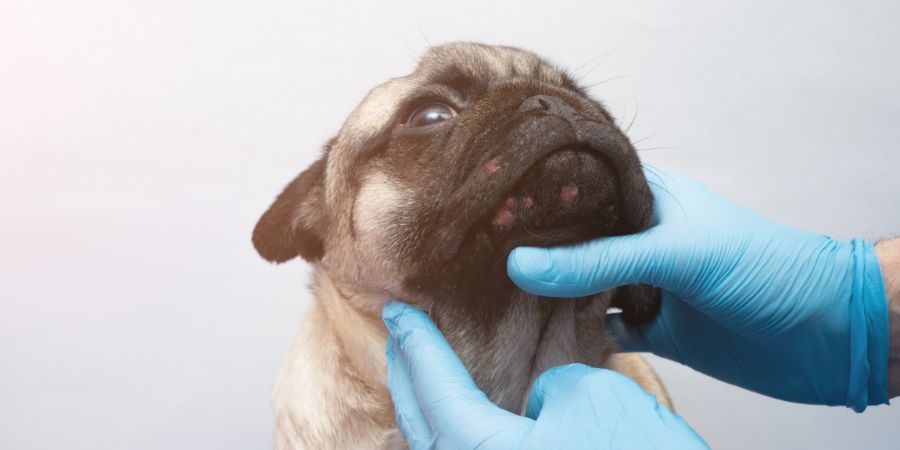 Skin problems in dogs in-post image 1