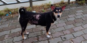 Skin diseases (mange) of a black dirty street dog, Pet health problems concept.