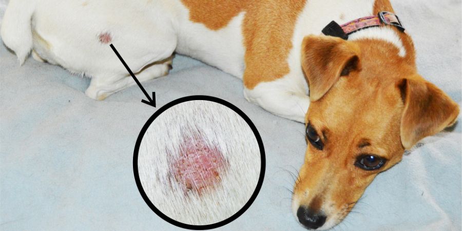 Skin problems in dogs in-post image 3