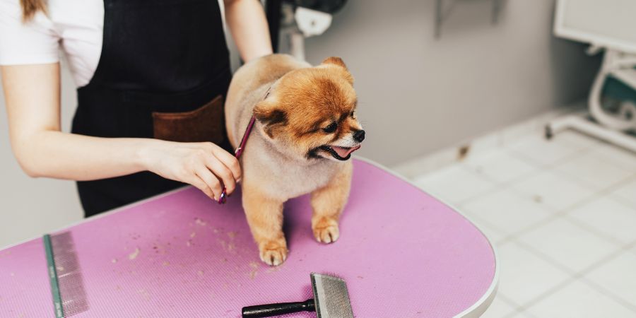 Professional groomer cutting Pomeranian dog's fur with scissors at grooming salon. Dog skin problems article.
