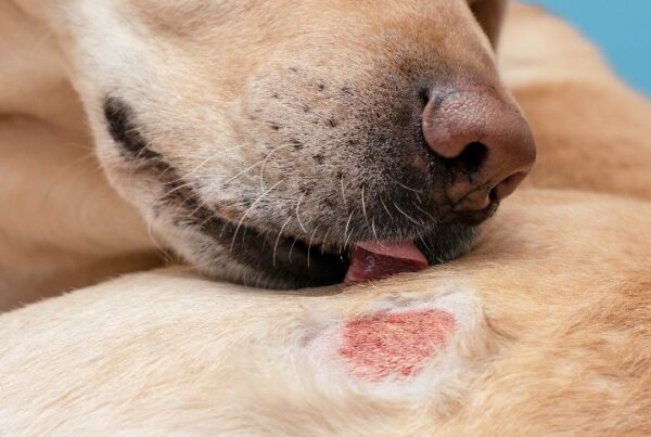 Skin problems in dogs Feature Image
