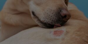 Skin problems in dogs Header Image