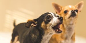 Black and white chihuahua with mouth open, looking intently. Younger chihuahua in background.. Dog behavior article.