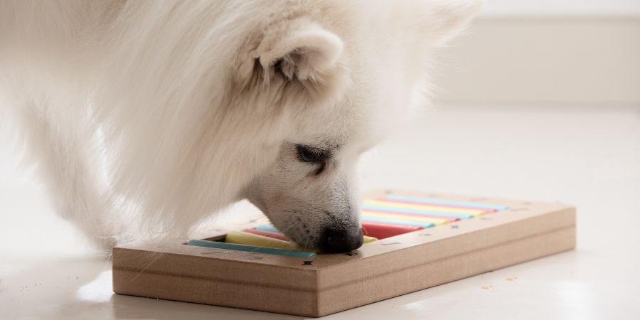 Smart dog is looking for delicious dried treats in intellectual game and eating them, close up. Intellectual game for dogs. and training of nose work with pet. brain game training for dogs. Behavior training article.