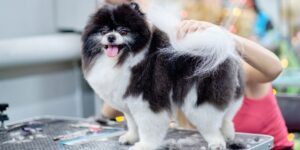 The Pomeranian dog is white and black on the grooming table. Sheared wool on the table. Spitz grooming. Dog grooming business article.