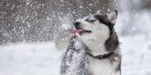 Beautiful Siberian husky licks the snow in a Park. Doggy daycare article.