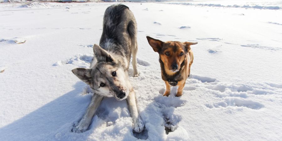 Two playful dogs in the winter day, have fun in the snow. Doggy daycare article.