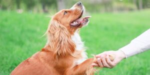 cocker spaniel in a summer park. Dog training article.