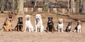 Group of dogs in obedience training. Dog training article.