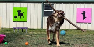 Australian shepherd dog carrying and chewing stick in mouth across front yard of doggy daycare enrichment training boarding facility. Doggie daycare article.