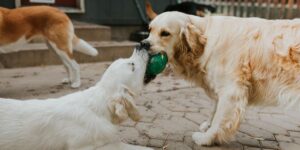 What is dog daycare in-post image 3