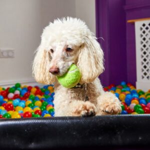 What is dog daycare Feature Image