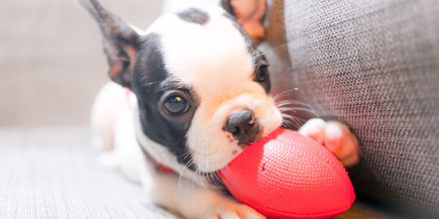 What to know when getting a puppy in-post image 1