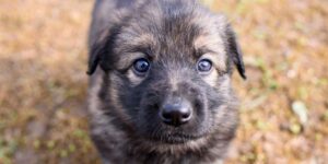 What to know when getting a puppy in-post image 3