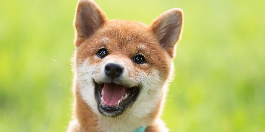 Close-up Portrait of beautiful and happy red shiba inu puppy sitting in the green grass in summer. Cute and crazy japanese red dog posing at sunset. Sunny day. Getting a puppy article.