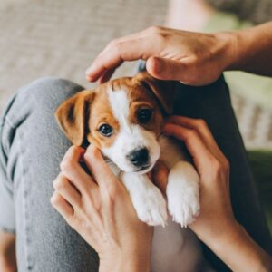 What to know when getting a puppy Feature Image