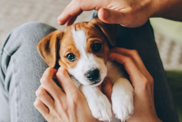 What to know when getting a puppy Feature Image
