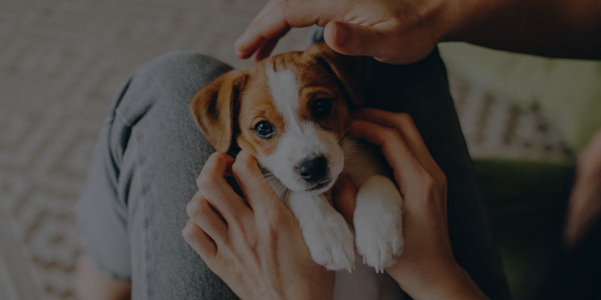 What to Know When Getting a Puppy: The Ultimate Beginner’s Guide