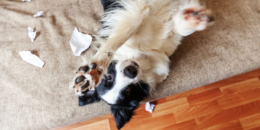 Naughty playful puppy dog border collie after mischief biting toilet paper lying on couch at home. Guilty dog and destroyed living room. Damage messy home and puppy with funny guilty look. Dogs gifts Christmas article.