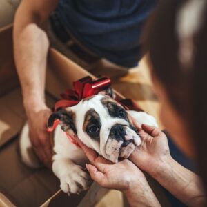 Why dogs shouldn't be given as gifts Feature Image