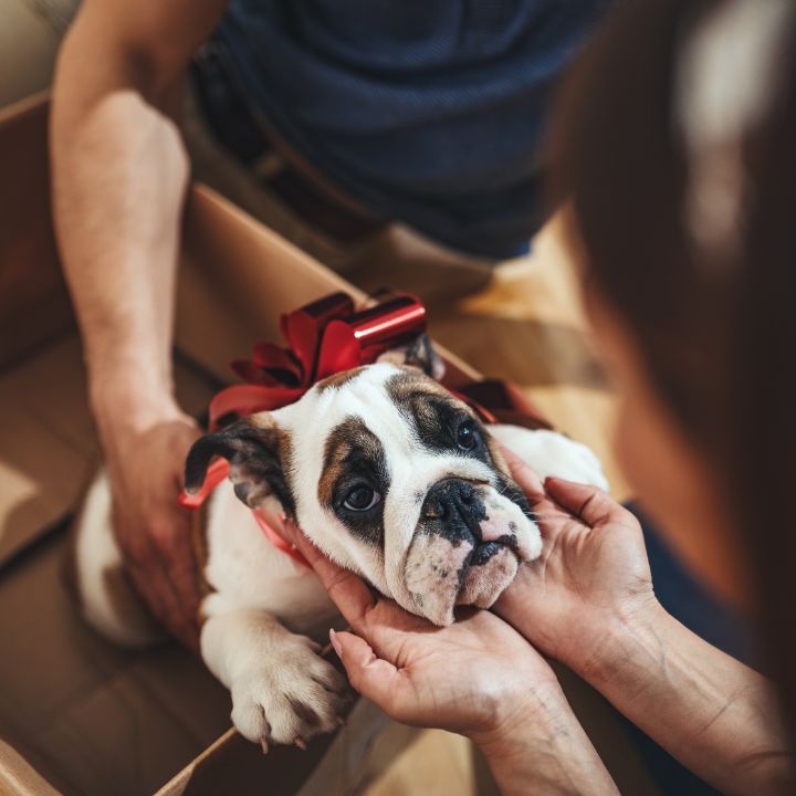 7 Reasons Why Dogs Shouldn't Be Given as Gifts for Christmas