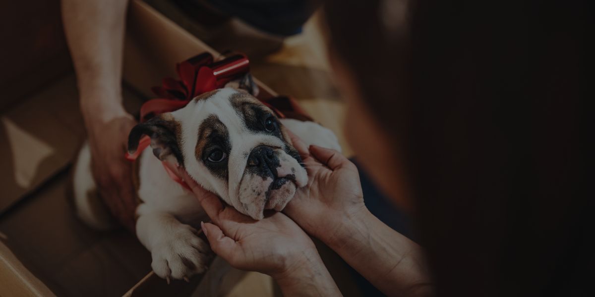 7 Reasons Why Dogs Shouldn’t Be Given as Gifts for Christmas