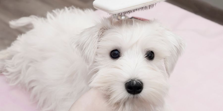 Dog grooming mistakes in-post image 1