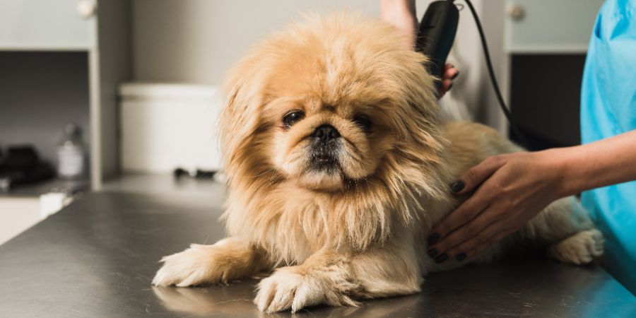 Dog grooming mistakes in-post image 5