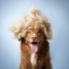 Dog grooming mistakes Feature Image