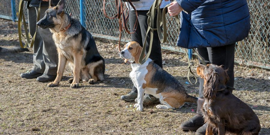 Dogs sitting near its masters legs during the dog training class outdoor. Lesson plan article.