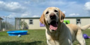 Senior Yellow lab, playful family dog playing outside in green grass on summer day. Dog daycare article.