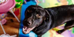 How to find clients for dog daycare in-post image 5
