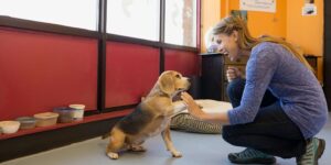 Dog daycare owner high-fiving Beagle in office. Doggy daycare article.