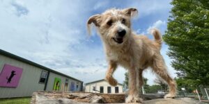 Dog engaged in physical exercise in fenced outdoor space at daycare facility. Doggy daycare article.