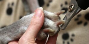 Cutting Dogs Claws. Clipping a dogs long nails. Trim dog nails article.