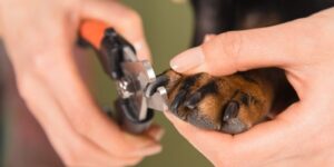 How to trim dog nails in-post image 3