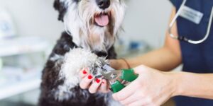 Veterinarian trimming dog's nails. Selective focus. Trim dog nails article.