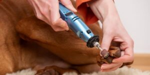 How to trim dog nails in-post image 5