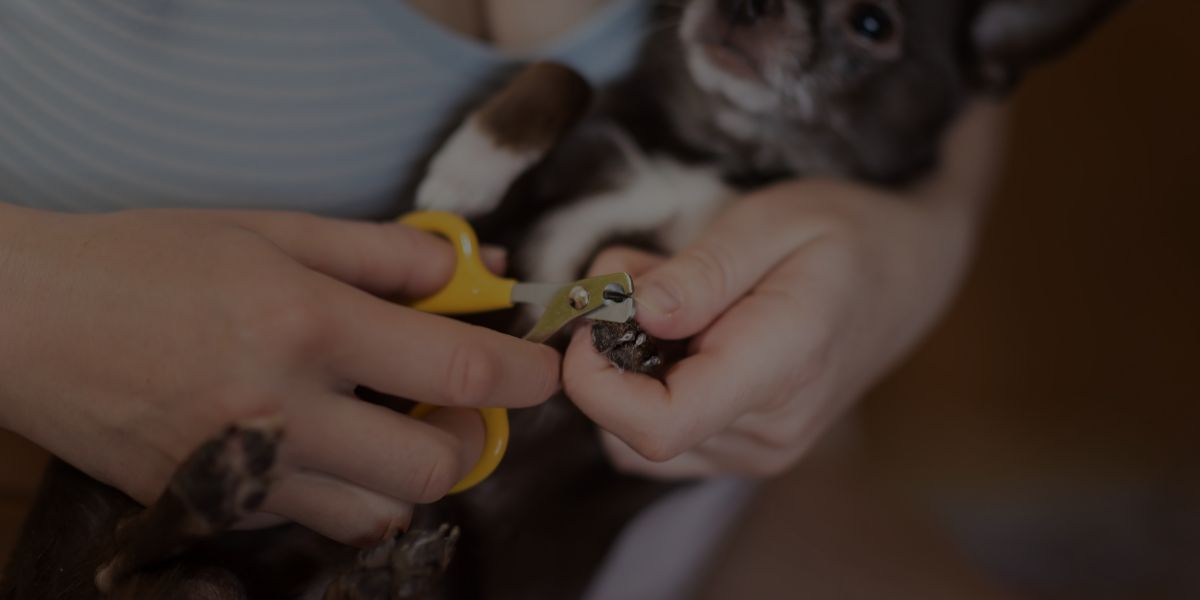 Dog Grooming 101: How to Trim Dog Nails Safely