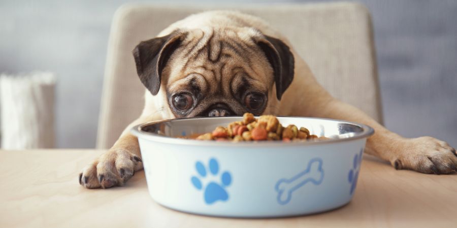 Hungry pug dog with food bowl ready to eat, sitting at dining table in kitchen. Doggy daycare article.