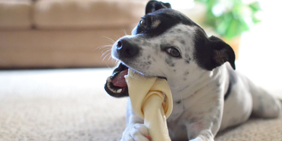 Dog chewing on dog bone. Doggy daycare article.