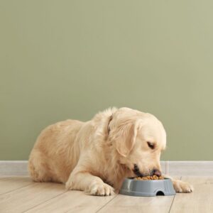 Safe nutrition at doggy daycare Feature Image