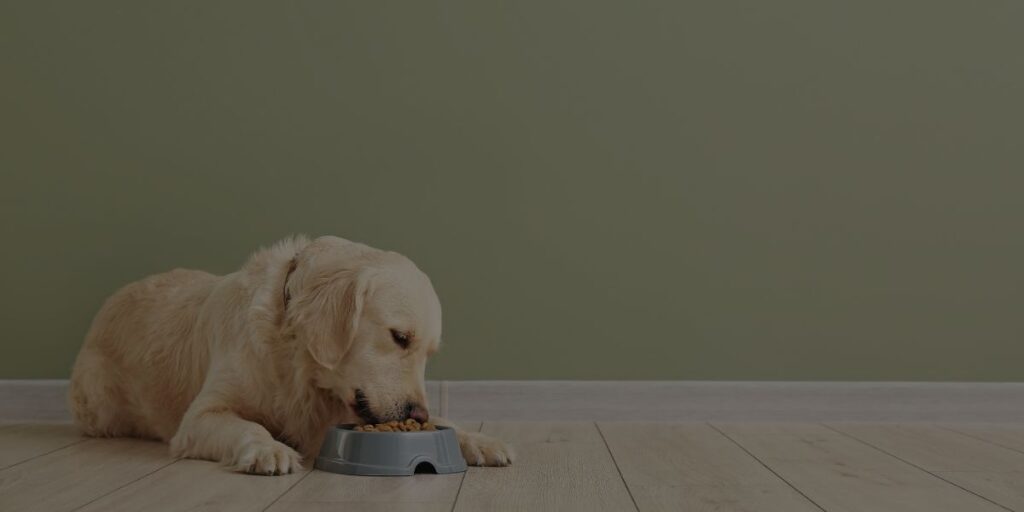 Safe nutrition at doggy daycare Header Image - QC Pet Studies