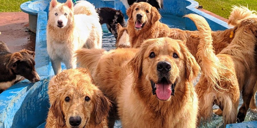 Signs that you should open a dog daycare in-post image 1