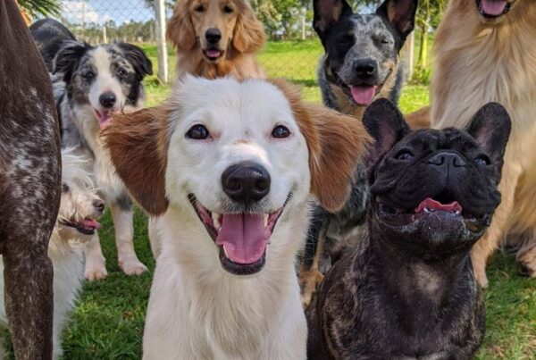 Signs that you should open a dog daycare Feature Image
