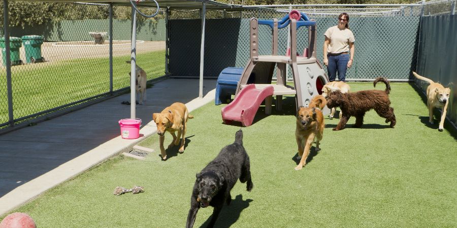 A female staff member at a kennel supervises several large dogs playing together. Dog daycare article.