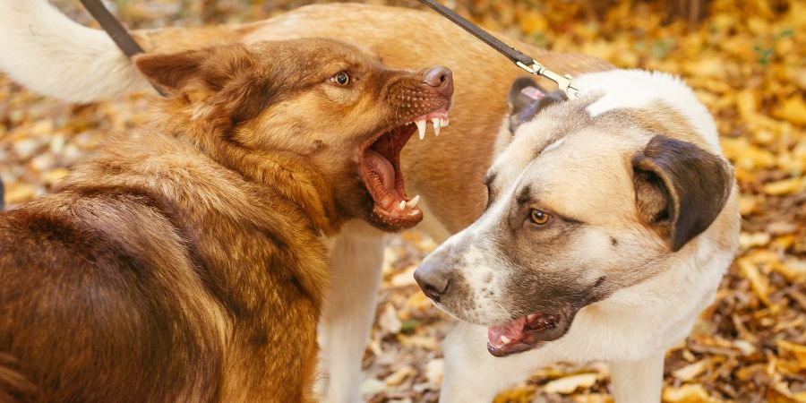 Two cute friends dogs playing together and biting in autumn park. Angry dogs fighting. Adoption from shelter concept. Mixed breed red fluffy and yellow labrador dogs. Occupational safety hazards article.